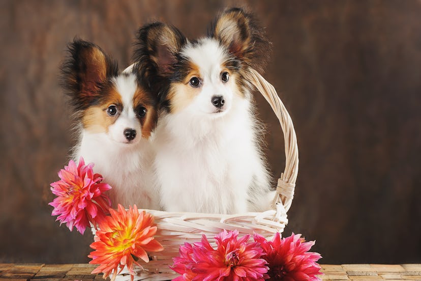 Two puppies papilion in white basket with dahlias on dark brown background. Horizontal.  october dog...