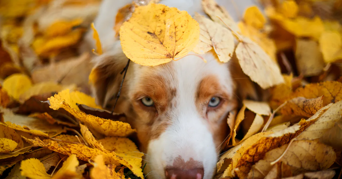 27 October Dog Names That Are Inspired By Fall