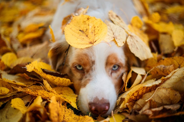 portrait of a dog lying in a pile of fallen leaves in autumn park, blue eye dog, october dog names