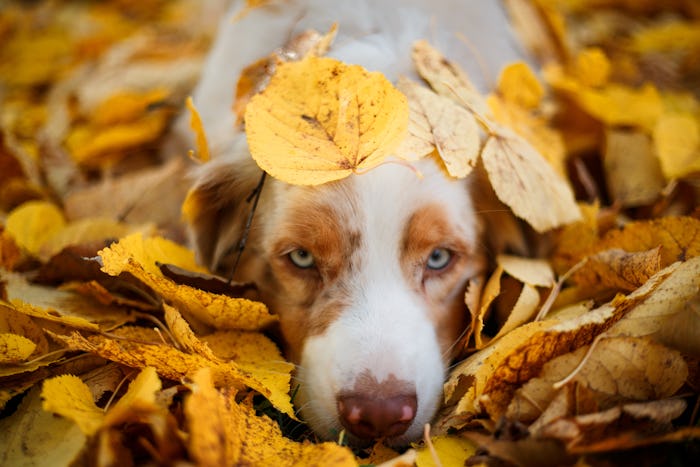 portrait of a dog lying in a pile of fallen leaves in autumn park, blue eye dog,  october dog names 