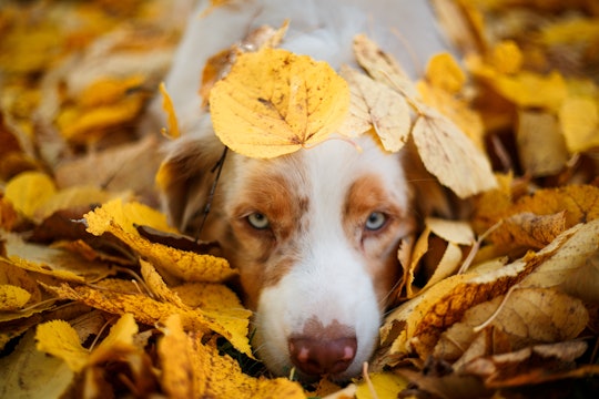 27 October Dog Names That Are Inspired By Fall