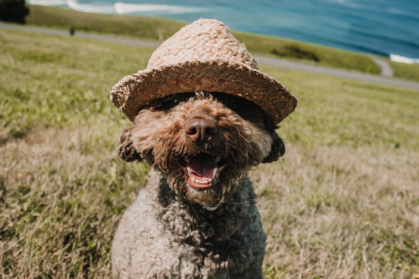  Friendly spanish water dog, playing in the park on a sunny summer day in the north of Spain. With t...