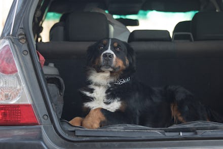 Dog rides in the trunk of car