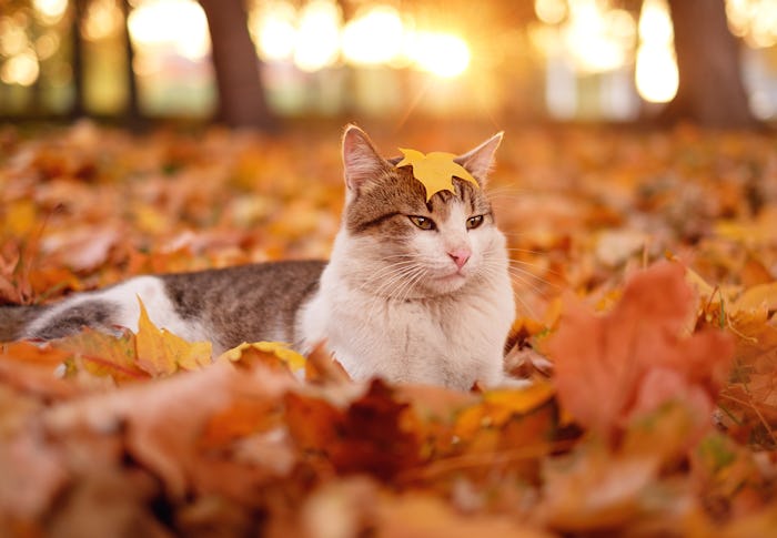 cat with October name in autumn leaves
