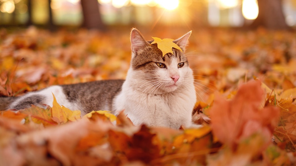 Fitness year tumblr quotes goals resolution resolutions happy motivation weight loss challenge motivated lifestyle health keeping so years healthy holiday 21 October Cat Names For Your Purr-fectly Spooky New Feline