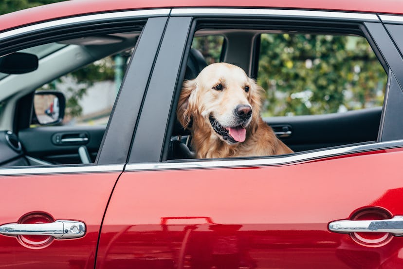 Uber Pet gives dog owners the option to bring their dogs along in their rides for a small surcharge ...