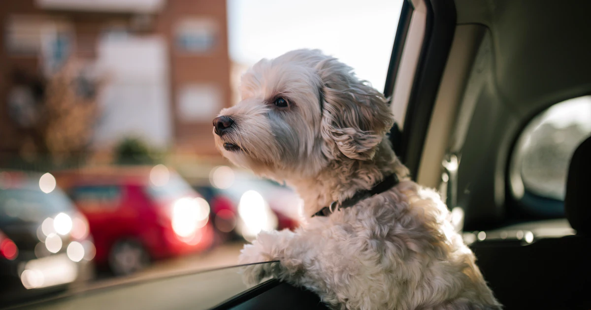 Petuber Are Pets Allowed On Uber – Uber Pet : Comment transporter des animaux ...