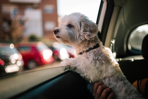 poodle dog looking out the window of a car