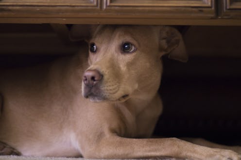 Dog hides under coffee table from thunder outside.