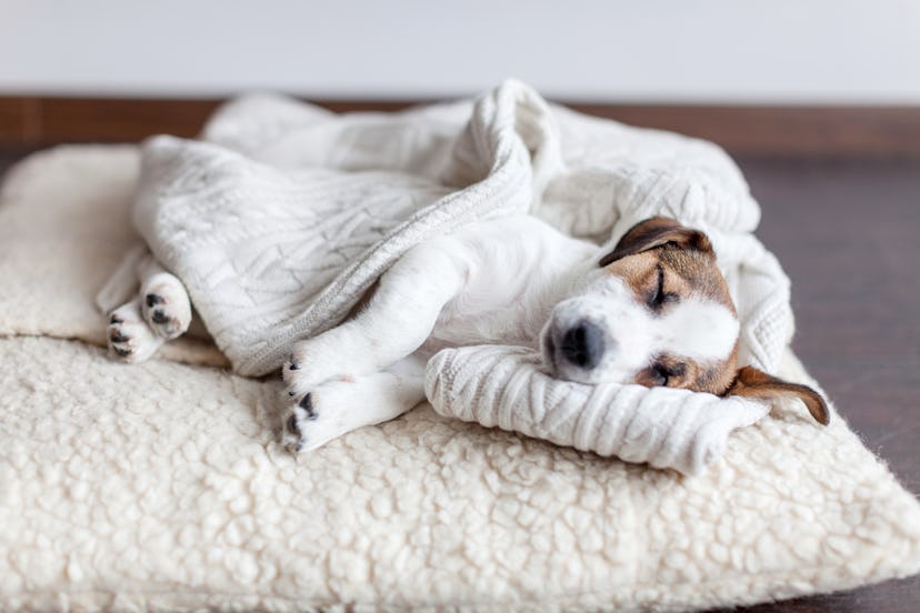 Sleeping puppy on dog bed. Dog jackrussell at home