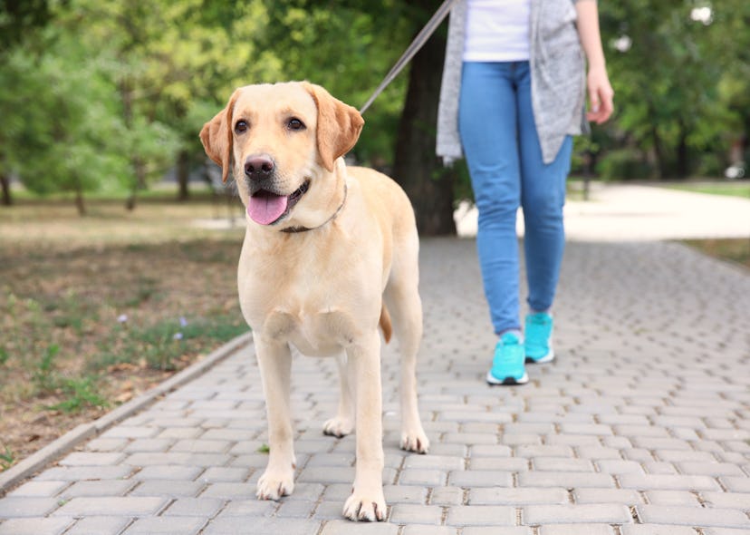 Woman walking Labrador Retriever on lead in park