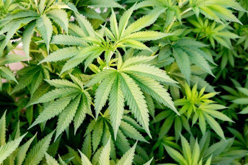 Medical Cannabis crop almost ready for harvesting on a legal grow farm