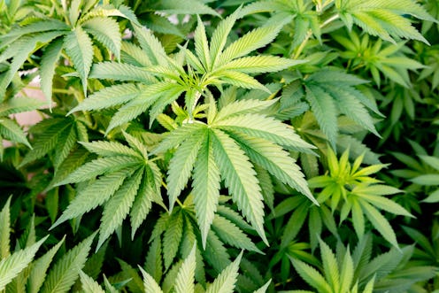 Medical Cannabis crop almost ready for harvesting on a legal grow farm  