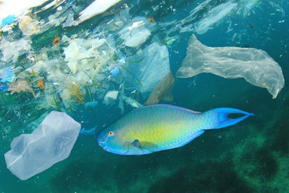 Plastic bags pollute sea and contaminate fish