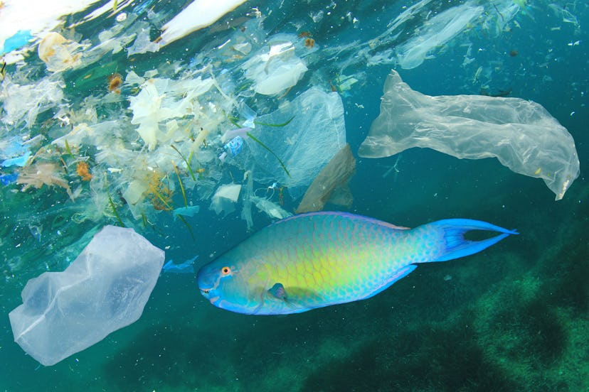 Plastic bags pollute sea and contaminate fish