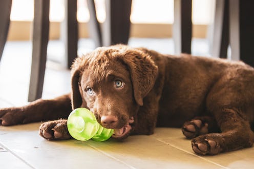 Dog plays with a chew toy
