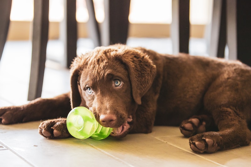 Dog plays with a chew toy