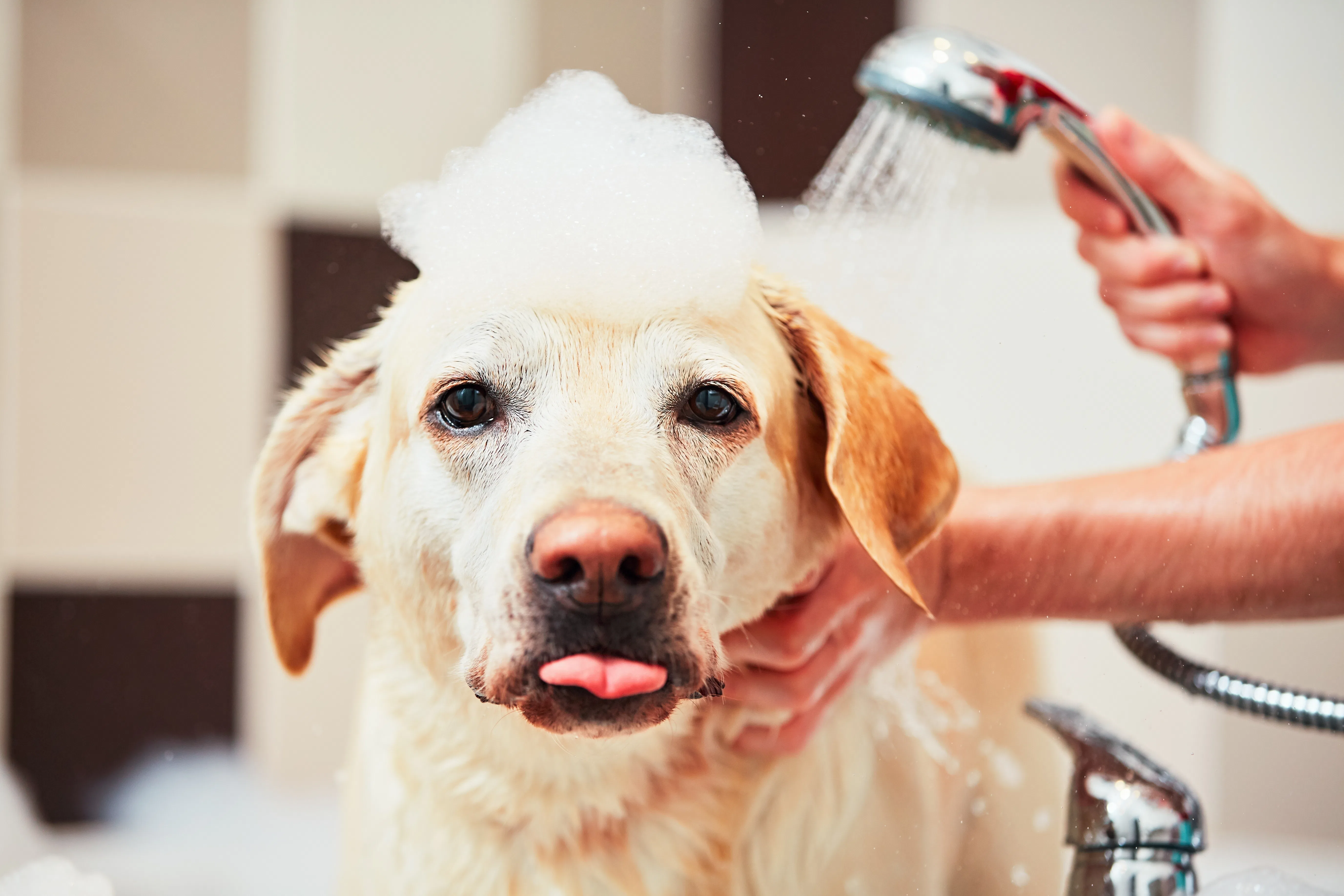 36 Instagram Captions For Giving Your Dog A Bath That Are Quite Fetching