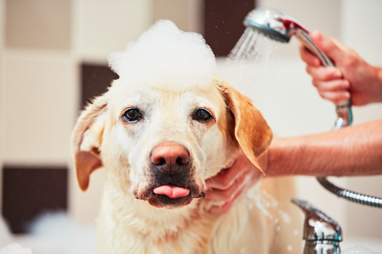 A yellow labrador retriever gets a bubble bath at home. 