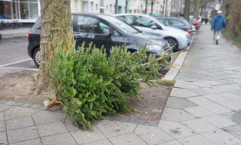 Throw away fir tree or christmas tree after new year, discarded christmas tree