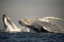 Humpback Whale (Megaptera novaeangliae) adult pair, breaching at surface of sea, offshore Port St. J...