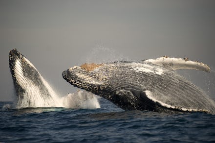Humpback Whale (Megaptera novaeangliae) adult pair, breaching at surface of sea, offshore Port St. J...