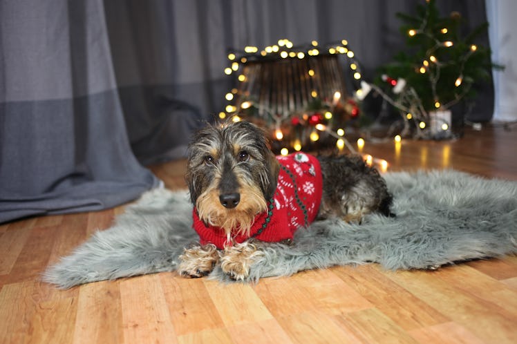 A dog relaxes on a rug at home while wearing his red holiday Christmas sweater.