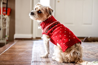 A dog wears a red holiday Christmas sweater at home while looking back at the camera and sitting on ...