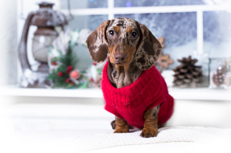 A dachshund puppy wears his red holiday knitted sweater.