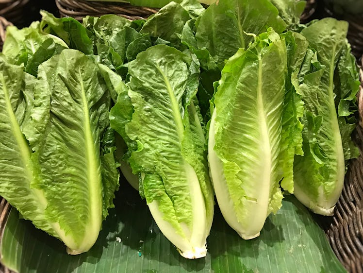 Fresh Romaine Lettuce