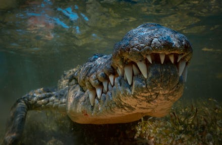 When is bigger better?