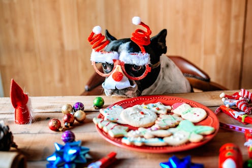 Dog with Christmas glasses on a table with cookies and Christmas objects