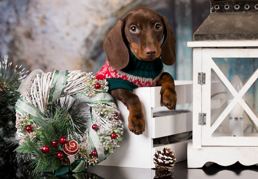 Puppy Christmas dog dachshund in retro decjrations
