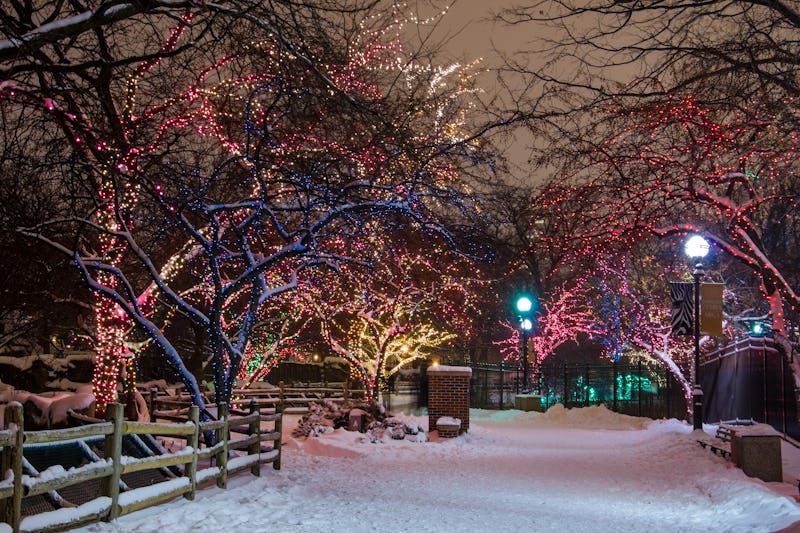 Beautiful path lined by colorful holiday lights