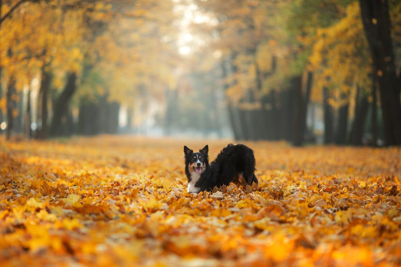 Dog in the yellow leaves in autumn in the park. Pet for a walk. Tri-color Border Collie