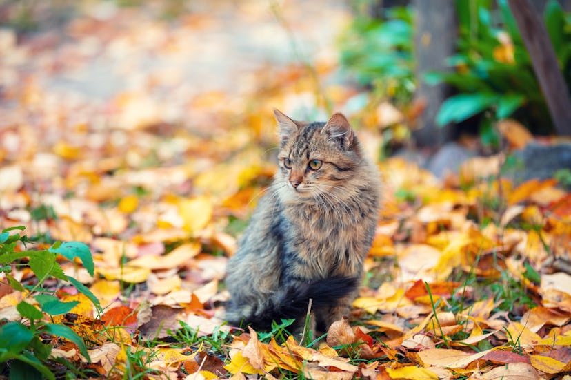 Cat sitting outdoor on the leaves in autumn