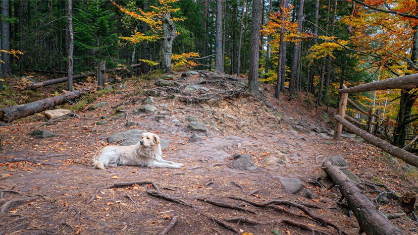 Dog on hiking trail in autumn forest (vacation, travel, holiday, concept)