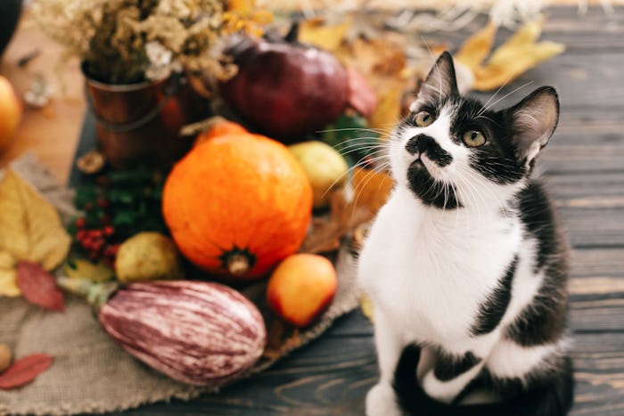 Cute cat sitting at beautiful Pumpkin in light, vegetables on bright autumn leaves, acorns, nuts on ...