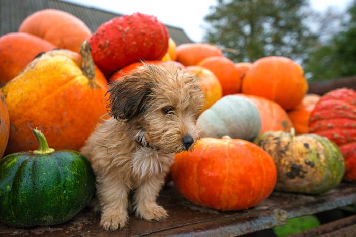Cute, wet puppy is sitting in trailer with pumpkins during rain storm and bad weather, autumn backgr...