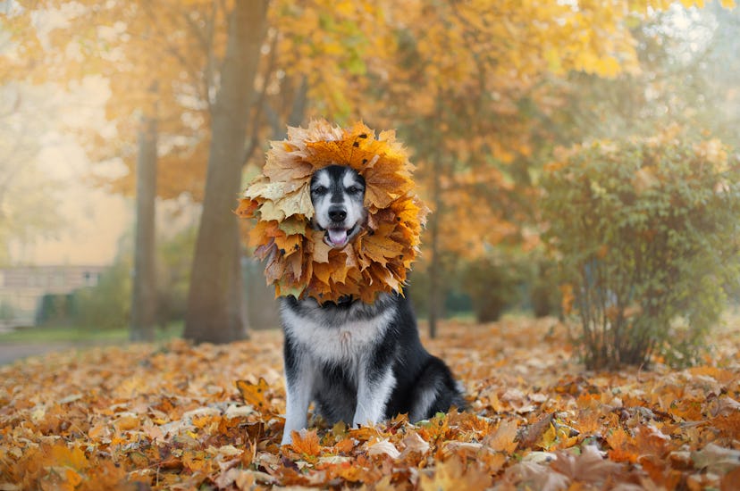 big dog with a wreath of leaves on the head