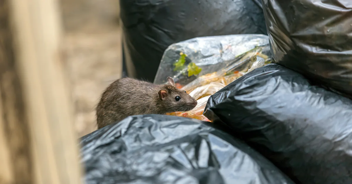 The evolution of rats and what it means for our health