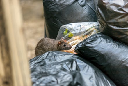 A rat is walking on a dump to eat food. Stinky and damp. Selective focus.