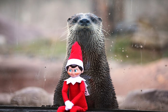 Cute Otter with Elf on the Shelf