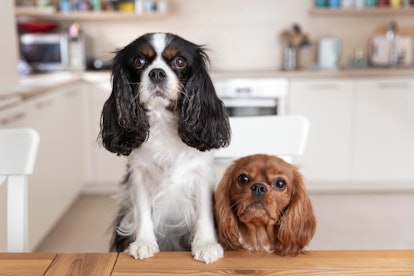 Two dogs sitting behind the kitchen table waiting for food