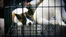 lonely puppy in cage with soft focus