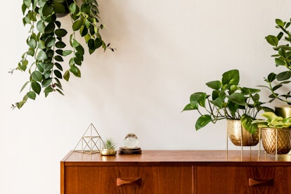 Succulents and plants hang near a wooden dresser in a couple's new apartment.