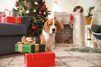 A cute dog stands next to Christmas presents on the floor. 