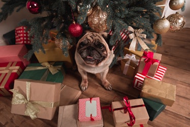 A pug sits under a Christmas tree with presents all around. 