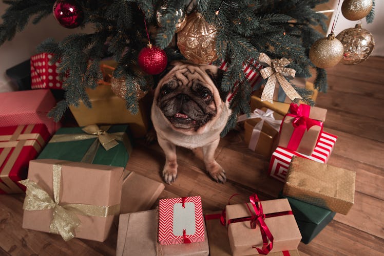 A pug sits under a Christmas tree with presents all around.