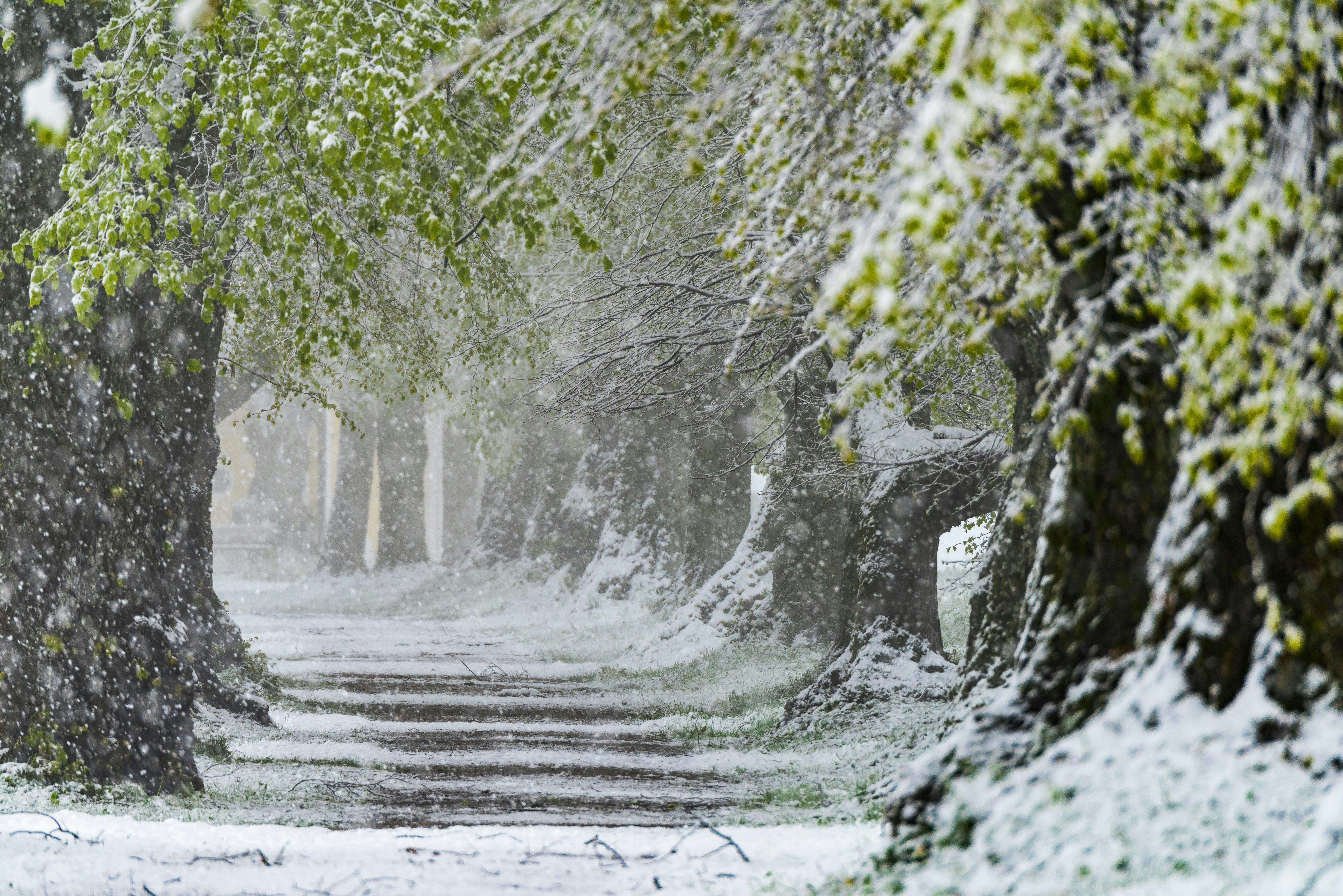 Lime tree alley (Tilia) with fresh green foliage in heavy snowfall, Nassenbeuren, Unterallgaeu, Bava...